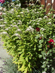Blumenrabatte